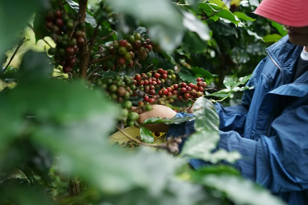 Coffee beans being harvested at origin farm