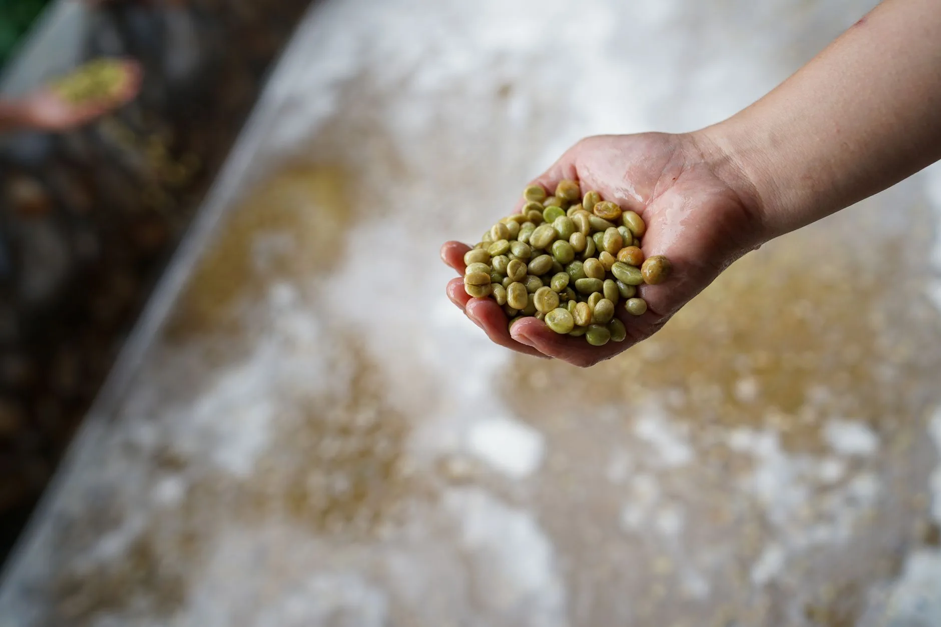 Green coffee beans before decaf processing