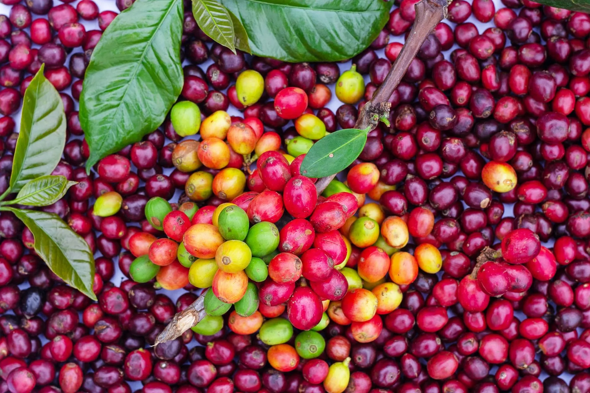 Natural process coffee cherries drying before hulling